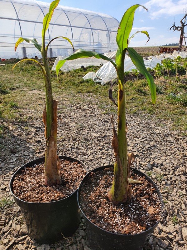 Winterharte Bananenpflanze Musa Basjoo GuaT Taiskirchen